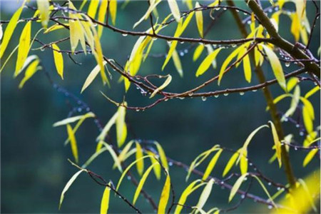 江西成人本科和自考本科有什么區(qū)別